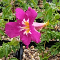 Incarvillea compacta
